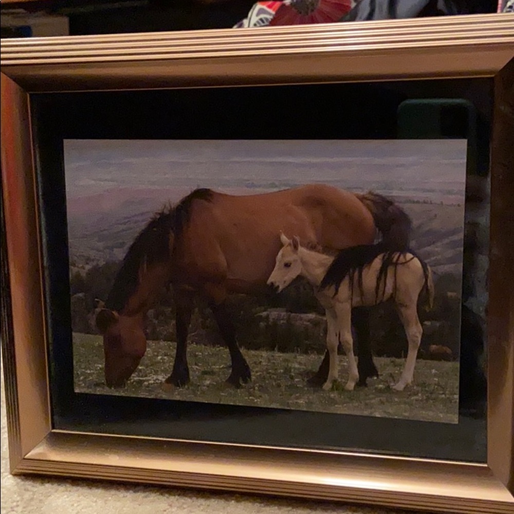 Framed horse picture